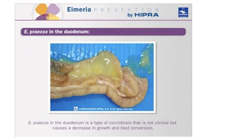  Eimeria – Prowadzą Podwójne Życie: Zakaźny Protist Wewnątrz Ustroju Zwierząt