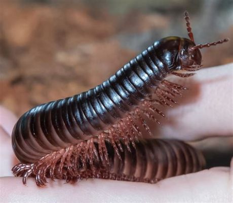  Frederiksborgus, ten niezwykle interesujący stawonóg o tysiącu nóżek!