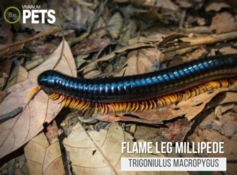  Frontyard Millipede: This Enigmatic Arthropod Possesses an Impressive Number of Legs and Loves Hiding in the Cool, Damp Soil!