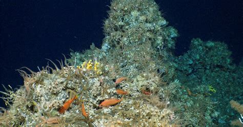  Gorgonia - Niezwykłe koralowce stożkowe odkryte w głębinach oceanu!