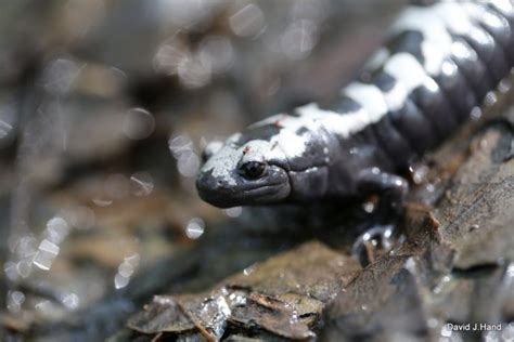  Marbled Salamander: A Master of Metamorphosis with Tiny, Teeny, Speckled Feet