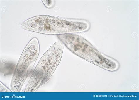  Paramecium: Mały drapieżnik o niezwykłej konstrukcji - poznaj mistrza ruchliwości w mikroskopowym świecie!