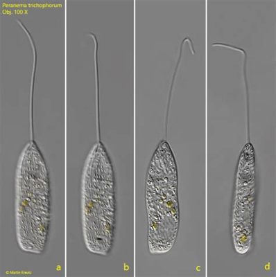  Peranema:  A Tiny Wanderer Navigating the Microscopic World with Elegant Flagella