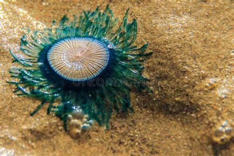 Porpita porpita! Zanurz się w tajemniczym świecie oceanicznych drifterów i odkryj fascynujące życie tych bezkręgowców!