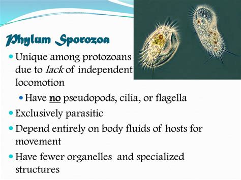  Quantitative Question:  Can You Name the Sporozoan With Eight Flagella That Is Also Known as The Water Dancer?