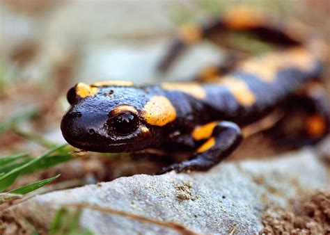  Salamandra plamista -  To niezwykłe stworzenie łączy w sobie eleganckie ubarwienie z niezwykłą zdolnością regeneracji kończyn!