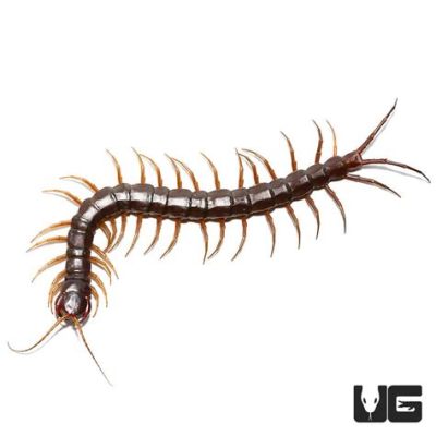  Scolopendra! Jak ten wielonóg z podziemnego świata pokonuje swoje wyzwania?