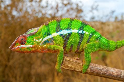  Xenophyophora: Te niezwykłe istoty morskie potrafią zmienić swój wygląd jak kameleon!