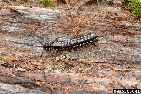  Xystodesmidae: Owady wielko-oko - co skrywają pod swoimi niezwykłymi pancerzami?