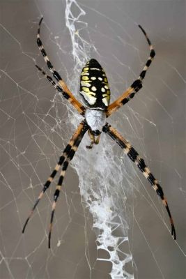  Yellow Garden Spider: Can This Tiny Architect Weave Webs as Marvelous as Leonardo da Vinci's Paintings?