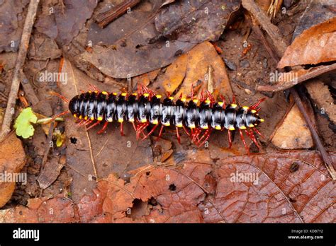  Yellow-Spotted Millipede: A Crawling Carpet With An Unquenchable Thirst For Decay!